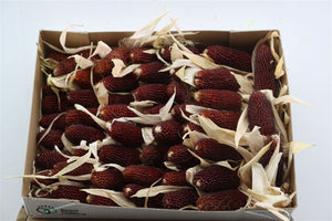 Zea Mays Strawberry Ornamental Corn Stems
