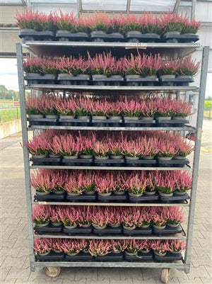 White Heather (Calluna vulgaris) – 12cm Pot