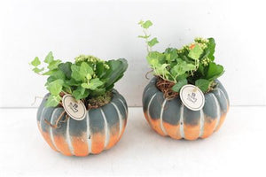 Green and Orange Pumpkin Arrangement – 16cm Pot
