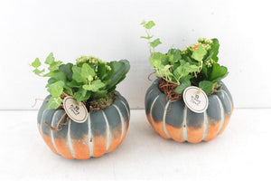 Green and Orange Pumpkin Arrangement – 16cm Pot