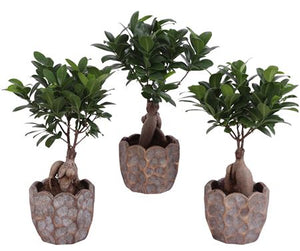 Ficus Ginseng Bonsai (Ficus microcarpa) – 12cm Pot