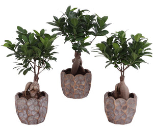 Ficus Ginseng Bonsai (Ficus microcarpa) – 12cm Pot