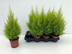 Goldcrest Cypress ‘Wilma’ (Cupressus macrocarpa) – 14cm Pot