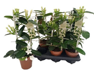 Stephanotis Floribunda White – 12cm Pot, 45cm Tall