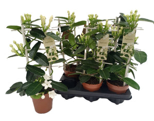 Stephanotis Floribunda White – 12cm Pot, 45cm Tall