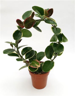 Hoya 'Aus Blondie Boog' – 12cm Pot