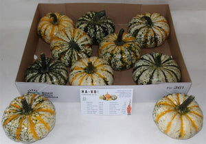 Ornamental Cucurbita Pumpkin – 12cm Fruit