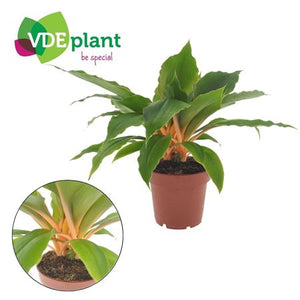 Chlorophytum ‘Fire Flash’ Spider Plant – 12cm Pot
