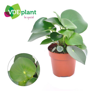 Peperomia Raindrop (Peperomia polybotrya) – 12cm Pot