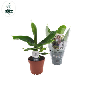 Dwarf Banana Plant (Musa Oriental Dwarf) – 12cm Pot