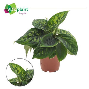 Homalomena ‘Camouflage’ – 12cm Pot, 30cm High