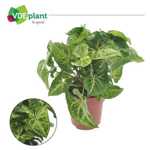 Arrowhead Plant (Syngonium) – 12cm Pot
