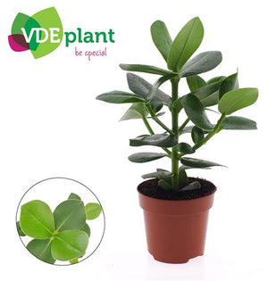 Clusia ‘Ro’ Princess – 12cm Pot, 30cm High