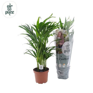 Areca Palm (Dypsis lutescens) – 17cm Pot