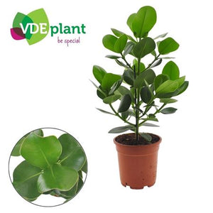 Clusia ‘Ro Princess’ Green Houseplant – 17cm Pot