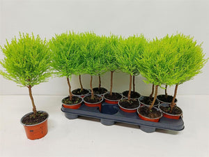 Goldcrest Cypress (Cupressus macrocarpa) – 10.5cm Pot