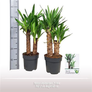 Yucca Elephantipes – 17cm Pot, 60cm High