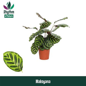Calathea Peacock Plant (Calathea makoyana) – 14cm Pot