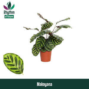 Calathea Peacock Plant (Calathea makoyana) – 14cm Pot