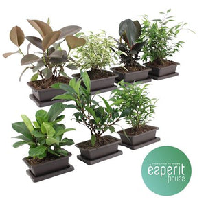 Ficus Zensai Mixed Houseplant – 18cm Pot