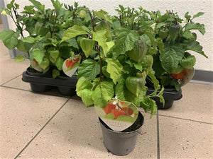 Chinese Lantern Plant (Physalis alkekengi) – 10cm Pot