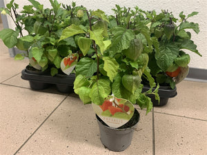 Chinese Lantern Plant (Physalis alkekengi) – 10cm Pot
