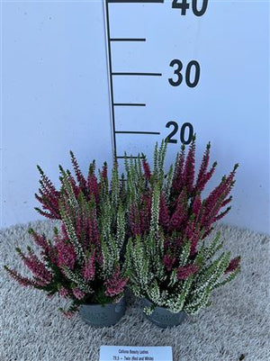 Calluna Beauty Ladies Twin Red-Yellow Heather – 9.5cm Pot