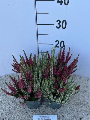 Calluna Beauty Ladies Twin Red-Yellow Heather – 9.5cm Pot