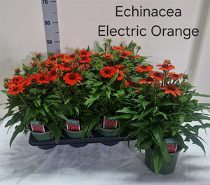 Echinacea ‘Electric Orange’ – 17cm Pot