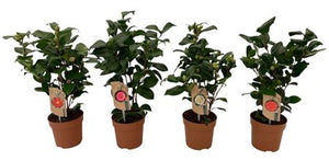 Camellia Mixed Colours – 13cm Pot, 35cm High