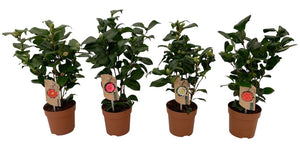 Camellia Mixed Colours – 13cm Pot, 35cm High