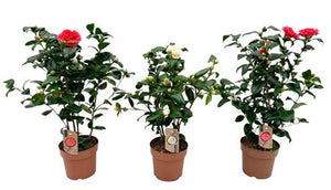 Camellia Mixed Colour Plants – 17cm Pot, 60cm High