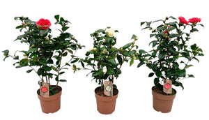 Camellia Mixed Colour Plants – 17cm Pot, 60cm High