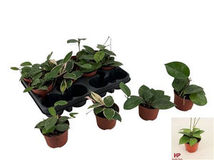 Mixed Hoya Houseplant – 9cm Pot