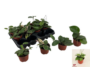 Mixed Hoya Houseplant – 9cm Pot