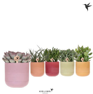 Mixed Succulent Collection – 12cm Ceramic Pot