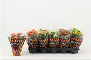 Mixed Double Kalanchoe – 10.5cm Pot