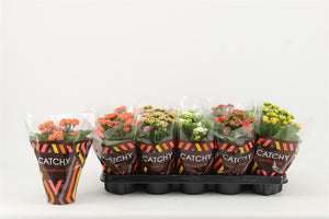Mixed Double Kalanchoe – 10.5cm Pot