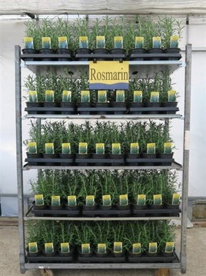 Rosemary (Rosmarinus officinalis) – 14cm Pot