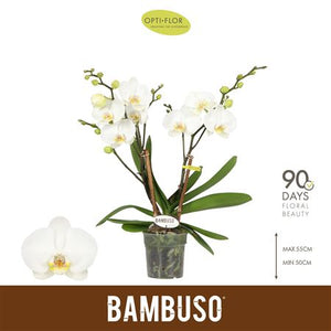 White Phalaenopsis Orchid – 12cm Pot