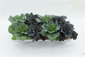 Mixed Ornamental Brassica – 13cm Pot