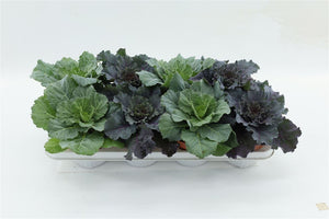 Mixed Ornamental Brassica – 13cm Pot