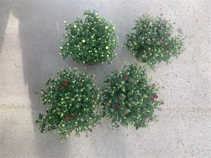 Mixed Chrysanthemum (Indicum Group) – 12cm Pot