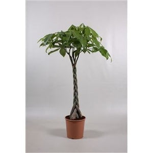 Braided Money Tree (Pachira aquatica) – 30cm Pot