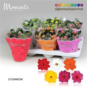 Mixed Kalanchoe Double Flowers – 15cm Pot