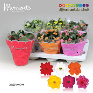 Mixed Kalanchoe Double Flowers – 15cm Pot