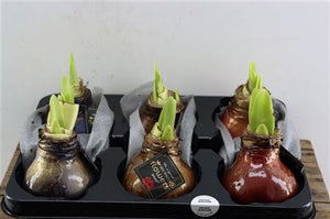 Mixed Wax Hyacinth Jupiter Arrangement – 32cm