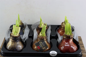 Mixed Wax Hyacinth Jupiter Arrangement – 32cm