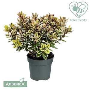 Hebe Addenda Classica Tricolor – 12cm Pot
