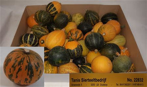 Mixed Ornamental Gourds – Decorative Seasonal Collection